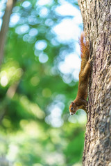 Obraz premium The little squirrel is perched on the tree in the big forest.