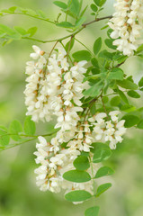 ニセアカシアの花
