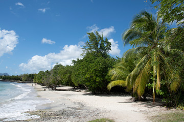 Egzotyczna plaża. Palmy, biały piasek i błękitna woda - obrazy, fototapety, plakaty