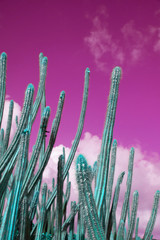 Pustynny kaktus w surrealistycznym krajobrazie