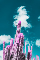 Artystyczny kaktus, surrealizm. Róż i turkus