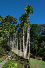 Wysokie palmy w ogrodzie botanicznym na Martynice