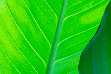 green leaf of a plant close up