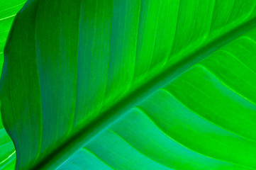 green leaf of a plant close up