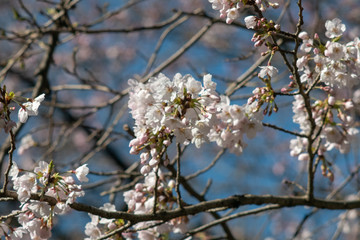 桜 2019 湘南