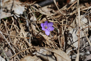 anemoni 4