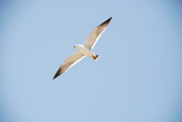Fly Bird