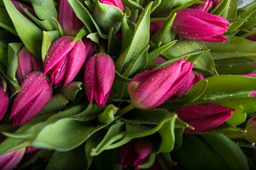 A bouquet of pink tulips. Background of tulips