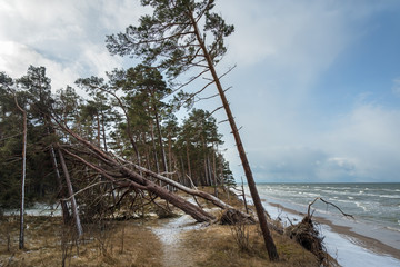 Fototapeta na wymiar Broken pine trees on coast of Baltic sea.