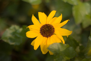 SUMMER AND SUNFLOWER