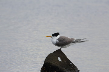 greater crested tern