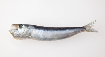 　いわしの丸干し