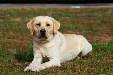 dog breed labrador retriever