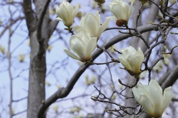 ハクモクレン(Magnolia denudata)の花のグループをクローズアップ