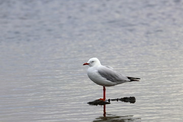 silver gull