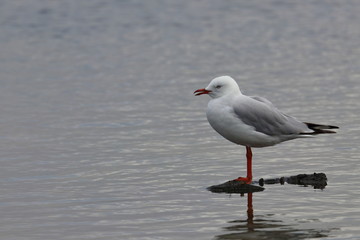silver gull