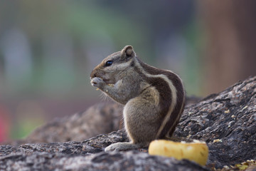 Squirrel Sitting on the tree trunk and Eating Fruit in  its natural habitat