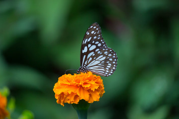 Fototapeta na wymiar Blue Spotted Milkweed Butterfly sitting on the Marigold flower plants and drinking Nectar