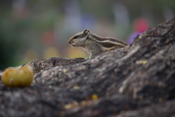 Squirrel Sitting on the tree trunk and Eating Fruit in  its natural habitat