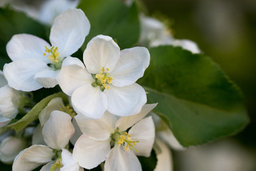 Fototapeta na wymiar The first spring flowers