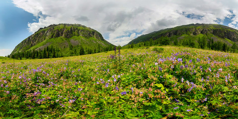 Fogy field of blue flover on a cloudy day. Wide panorama