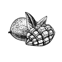 Hand drawn set of mango. Vintage vector sketch