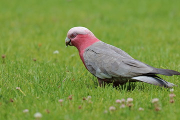 galah