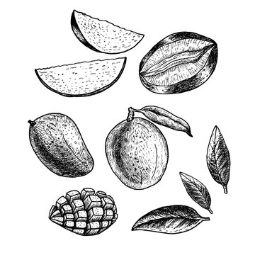Hand drawn set of mango. Vintage vector sketch
