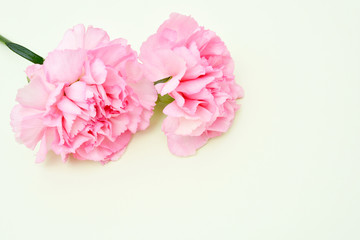 Fototapeta na wymiar Pink carnation flowers for Mother's day on light green background