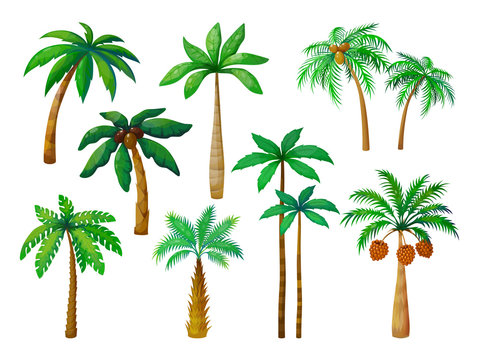 Cartoon palm tree. Jungle palm trees with green leaves, coconut beach palms isolated vector set