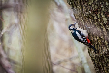 large woodpecker searching for food