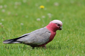 galah