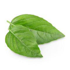 Fresh leaves of basil