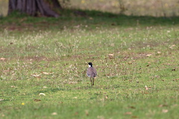masked lapwing