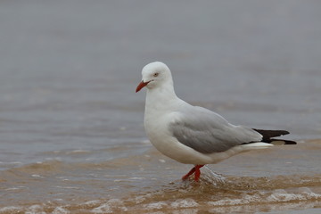 silver gull