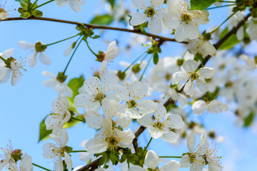 Branches of the blossoming cherry tree on spring