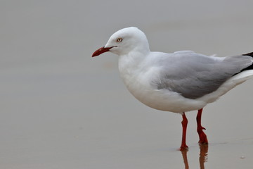 Obraz premium silver gull