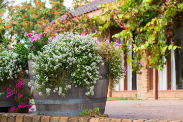 Summer garden with wine grapes, small white alyssum flowers and pink petunia in a wooden pot