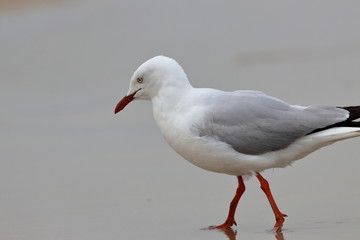 silver gull
