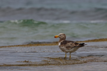 pacific gull