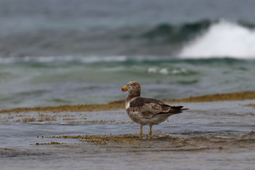 pacific gull