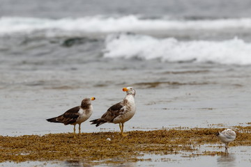 pacific gull