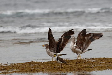 pacific gull