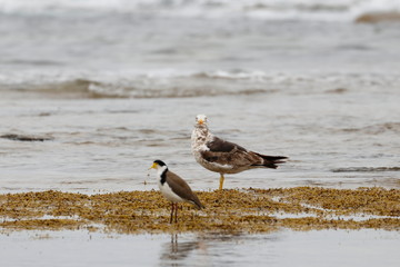 pacific gull