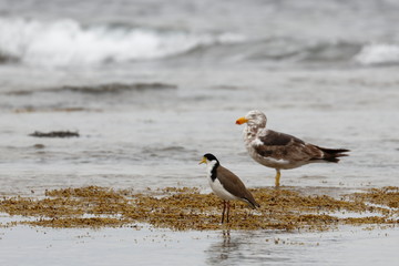 pacific gull