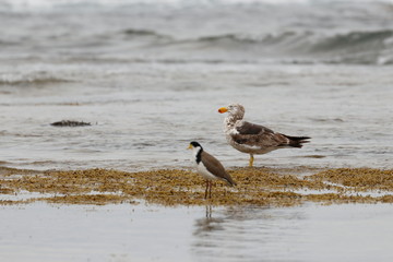 pacific gull