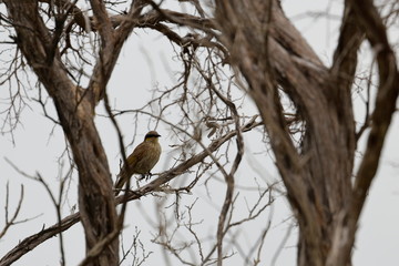 singing honeyeater