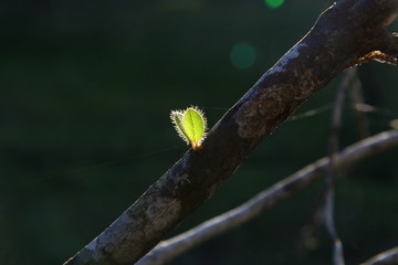 Young hairy leaves as a signal of spring season
