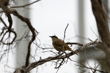 singing honeyeater