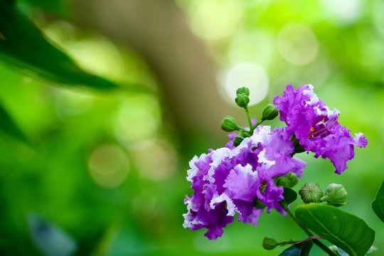 Queen's crape myrtle or Inthanin purple flowers